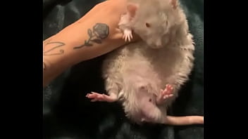 Literally this chonka rodent has no idea how much he helps my mental health