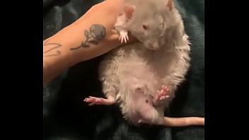 Literally this chonka rodent has no idea how much he helps my mental health