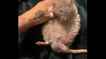 Literally this chonka rodent has no idea how much he helps my mental health