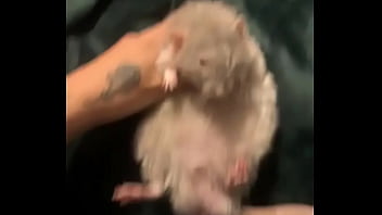 Literally this chonka rodent has no idea how much he helps my mental health