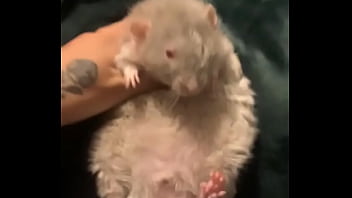 Literally this chonka rodent has no idea how much he helps my mental health