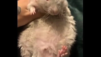 Literally this chonka rodent has no idea how much he helps my mental health