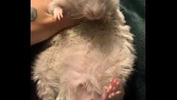 Literally this chonka rodent has no idea how much he helps my mental health