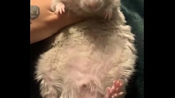 Literally this chonka rodent has no idea how much he helps my mental health