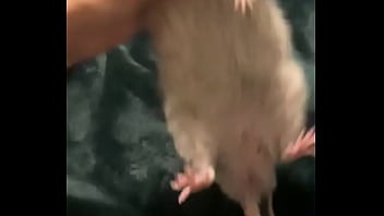 Literally this chonka rodent has no idea how much he helps my mental health