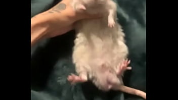 Literally this chonka rodent has no idea how much he helps my mental health