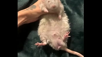 Literally this chonka rodent has no idea how much he helps my mental health Literally this chonka rodent has no idea how much he helps my mental health