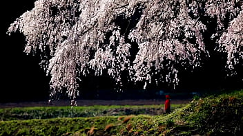 Japanese spring