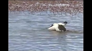 Yopatos em ritual de acasalamento