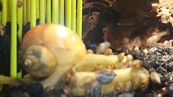 Hospital Grade Electri Powered Cock Pump thumbnail