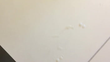 He licks up the jizz