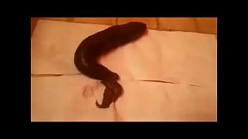 Video bokep part 8308712