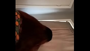 Compra el mejor contenido