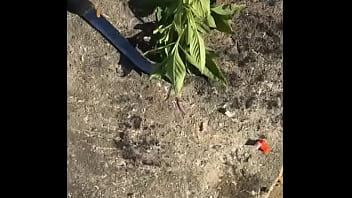 El rondón el plato tipico que se sirve generalmente en los restaurantes jamaicanos exqiusito