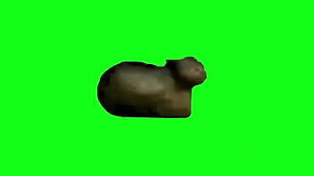 Cute cat test for 1st upload