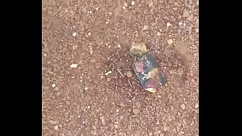 Lucas pissing off in rezende ex girlfriend gift and putting fire