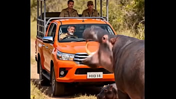Hippo attacking safari vehicle for a reason