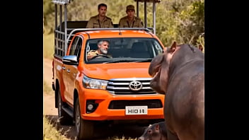 Hippo attacking safari vehicle for a reason