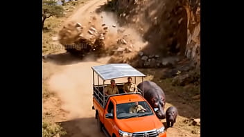 Hippo attacking safari vehicle for a reason