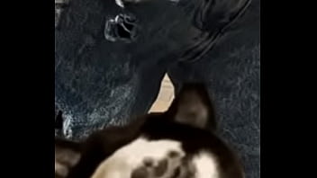 Barraca Armada thumbnail