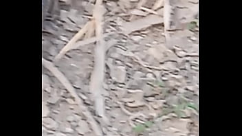 Peixe dano capa de deserte enquanto faz emote Peixe dano capa de deserte enquanto faz emote