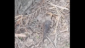 Peixe dano capa de deserte enquanto faz emote