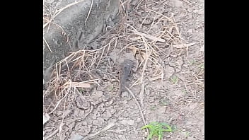 Peixe dano capa de deserte enquanto faz emote