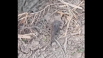 Peixe dano capa de deserte enquanto faz emote