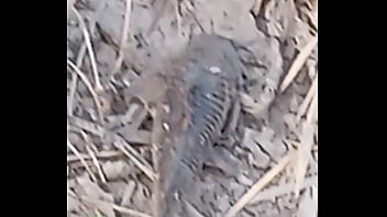 Peixe dano capa de deserte enquanto faz emote