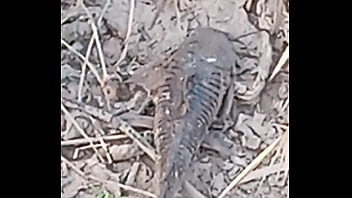 Peixe dano capa de deserte enquanto faz emote