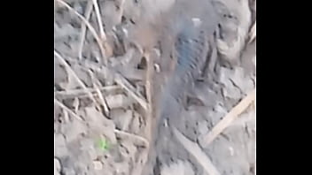 Peixe dano capa de deserte enquanto faz emote