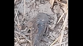 Peixe dano capa de deserte enquanto faz emote