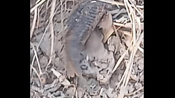 Peixe dano capa de deserte enquanto faz emote