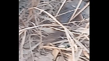 Peixe dano capa de deserte enquanto faz emote Peixe dano capa de deserte enquanto faz emote