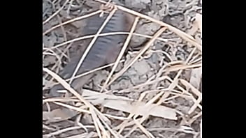 Peixe dano capa de deserte enquanto faz emote