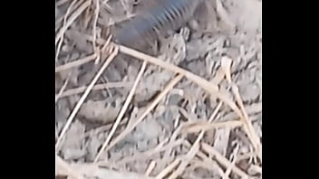 Peixe Dano Capa De Deserte Enquanto Faz Emote thumbnail