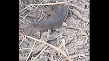 Peixe dano capa de deserte enquanto faz emote