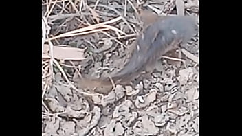 Peixe dano capa de deserte enquanto faz emote