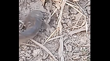 Peixe dano capa de deserte enquanto faz emote