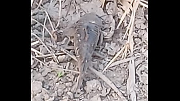 Peixe dano capa de deserte enquanto faz emote