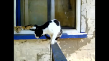 Видео для верификации