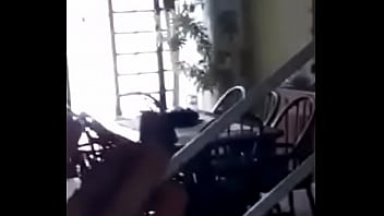 Vítor puto pássaro