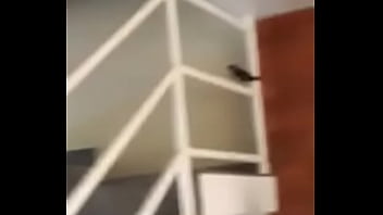 Vítor puto pássaro