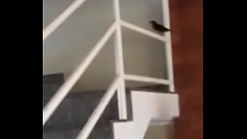 Vítor puto pássaro