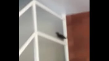 Vítor puto pássaro