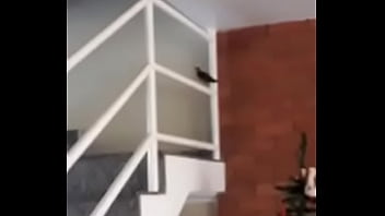 Vítor puto pássaro