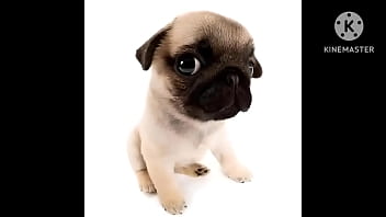 Cachorro Foda Com Uma Trilha Sonora Pika thumbnail