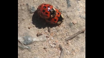 Joaninhas no sexo sem vergonha