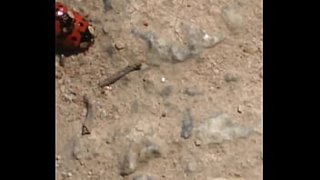 Joaninhas no sexo sem vergonha