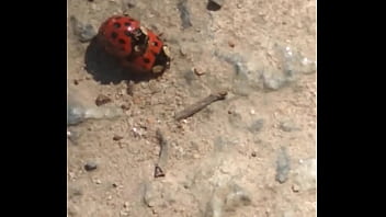 Joaninhas no sexo sem vergonha Joaninhas no sexo sem vergonha